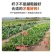 专业生产玻璃纤维拱棚杆产地直发，诚信经营，服务周到