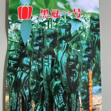 黑冠一号大黑皱皮椒种子，皮薄质脆，辣味香浓，抗病能力强
