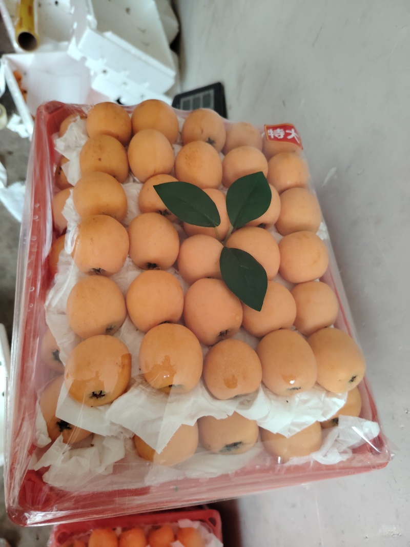 汉源大五星高山琵笆自产自销