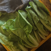 小白菜精品奶油小白无虫眼大棚货，叶子嫩绿