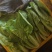小白菜精品奶油小白无虫眼大棚货，叶子嫩绿