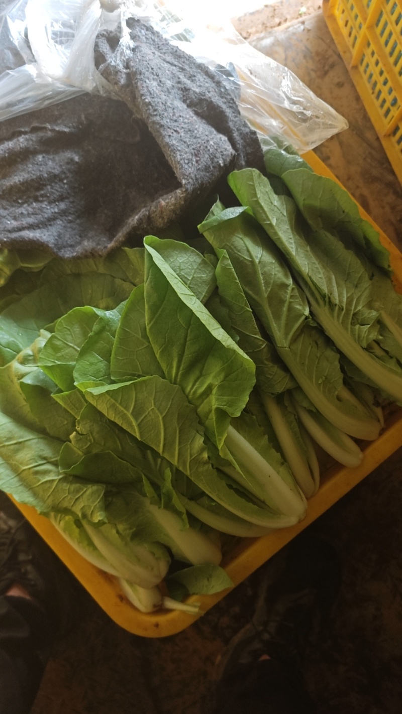 小白菜精品奶油小白无虫眼大棚货，叶子嫩绿