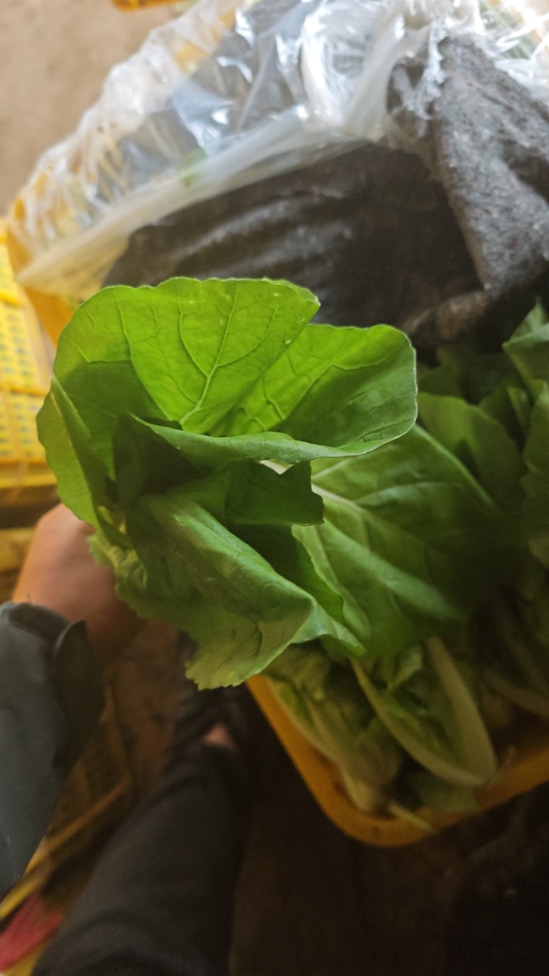 小白菜精品奶油小白无虫眼大棚货，叶子嫩绿