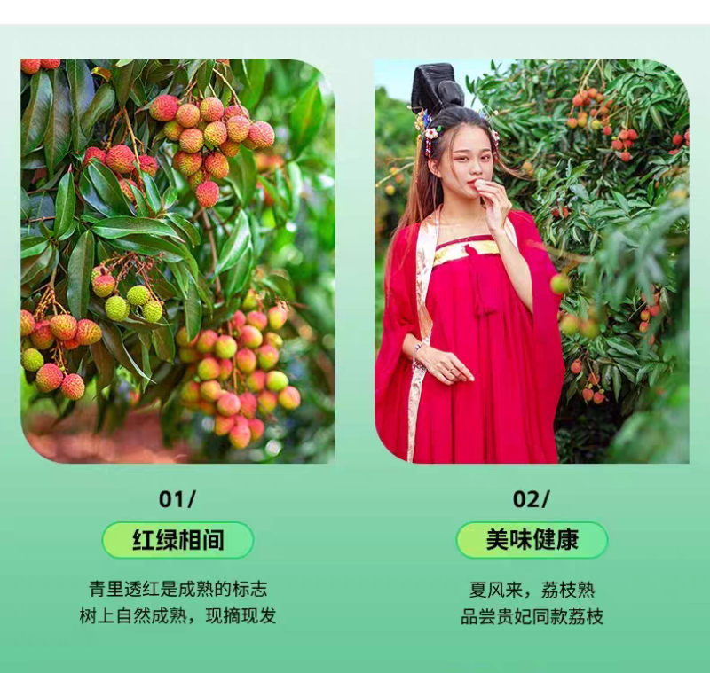 广东荔枝妃子笑大量上市新鲜榨汁果工厂果现摘现发