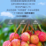 广东荔枝妃子笑大量上市新鲜榨汁果工厂果现摘现发