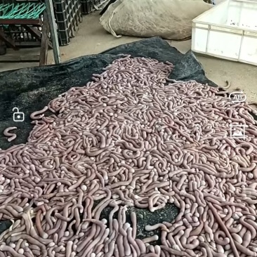 美味沙虫，北海红树林龙潭海面野生沙虫