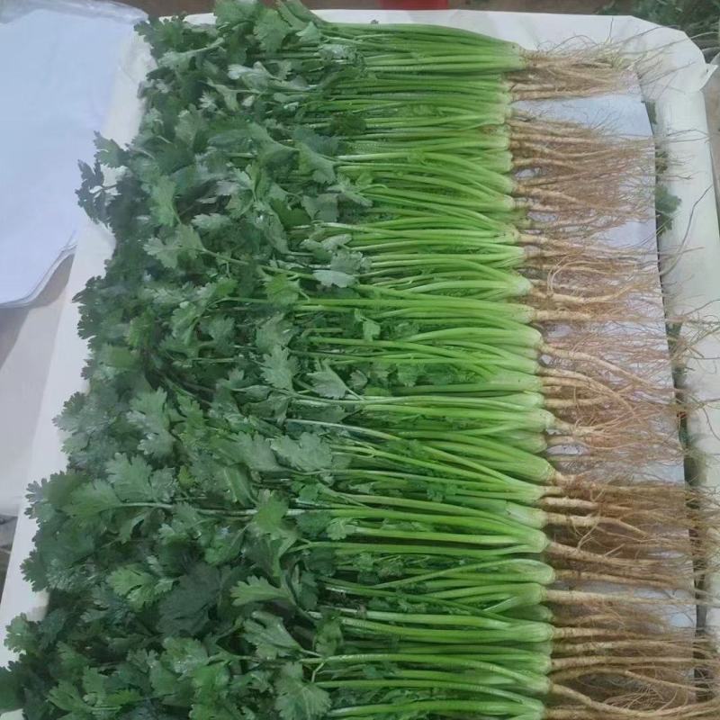 精品陆地香菜大量上市产地直销实力代收