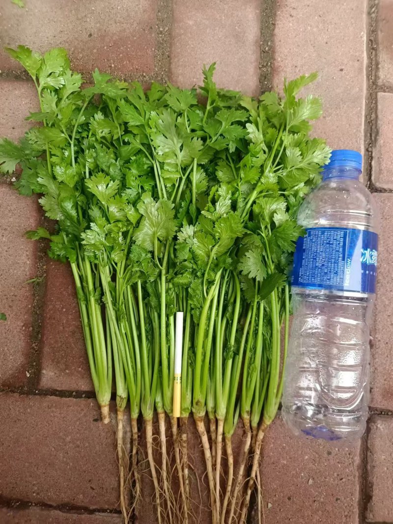 精品陆地香菜大量上市产地直销实力代收