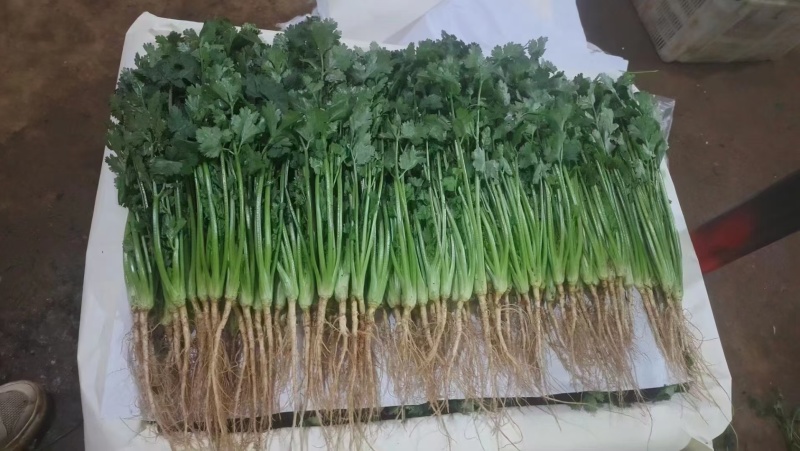 精品陆地香菜大量上市产地直销实力代收