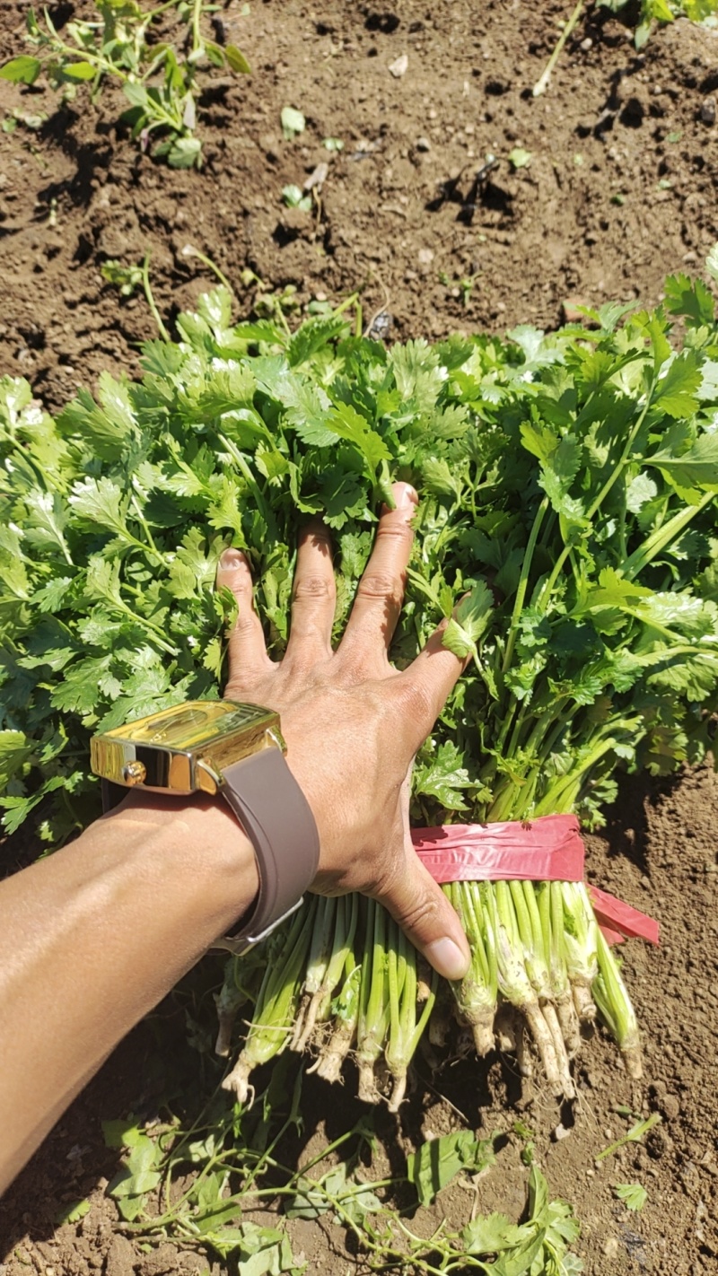 精品陆地香菜大量上市产地直销实力代收