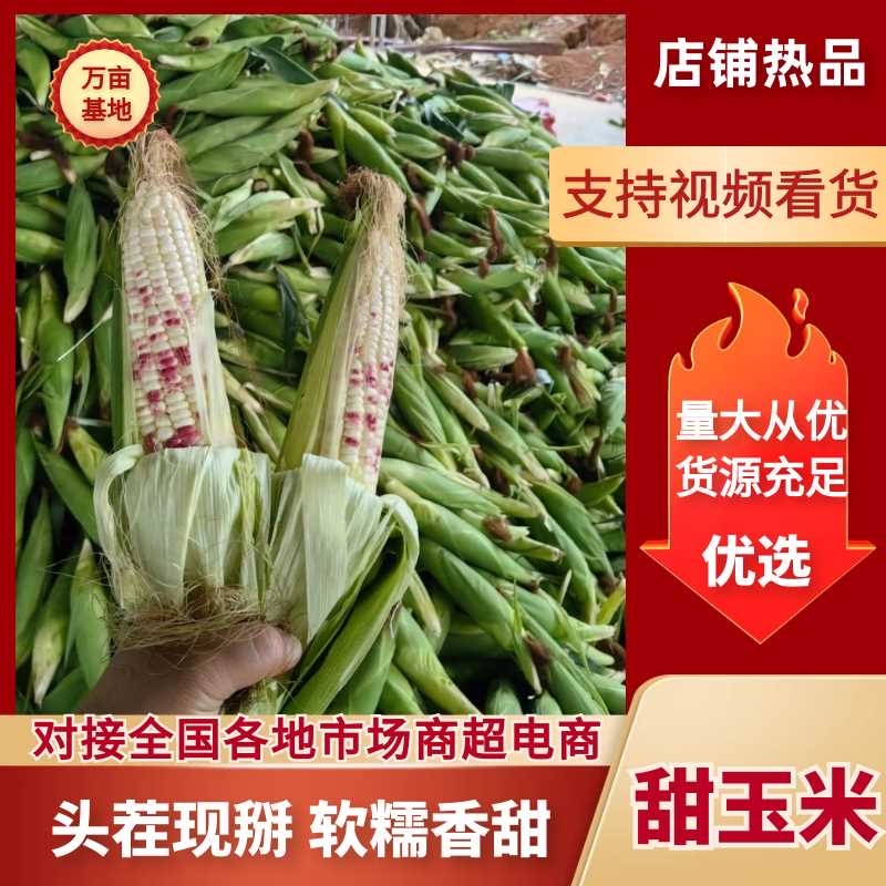 甜玉米精品甜玉米广西南宁甜玉米欢迎联系