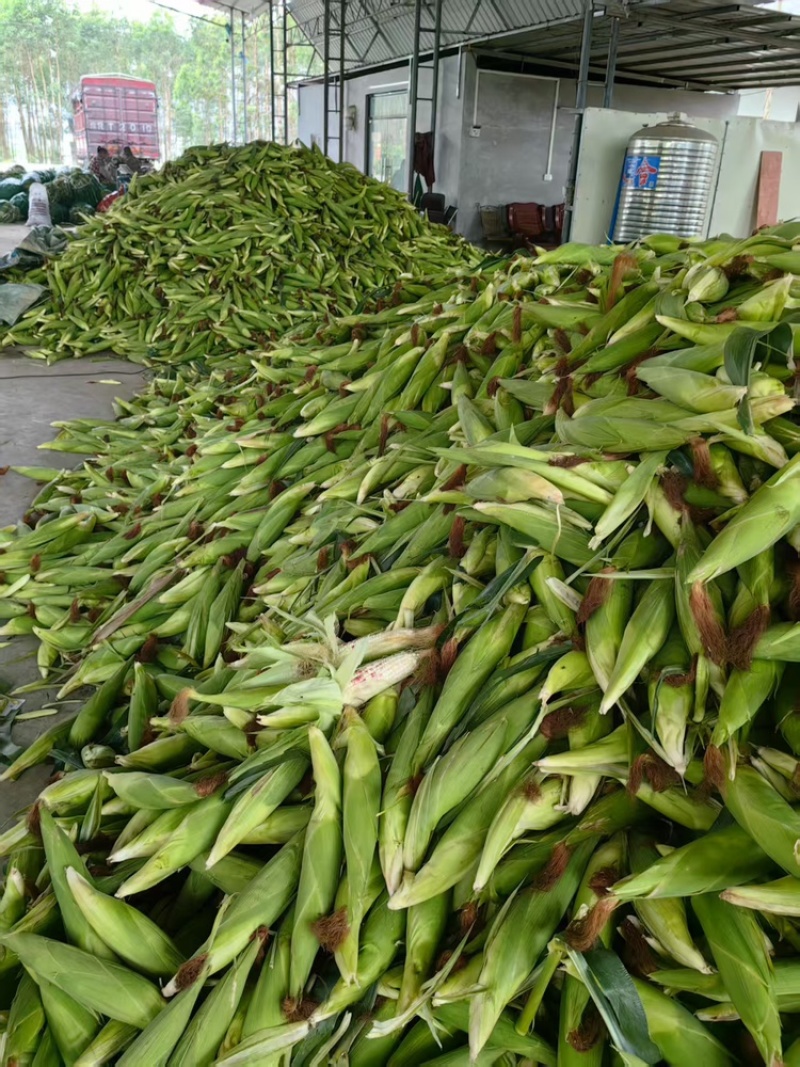 甜玉米精品甜玉米广西南宁甜玉米欢迎联系