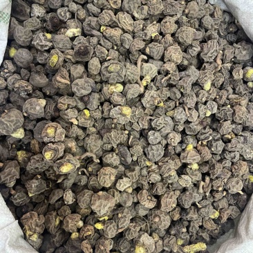 金龟球果土阳参土洋参批发
