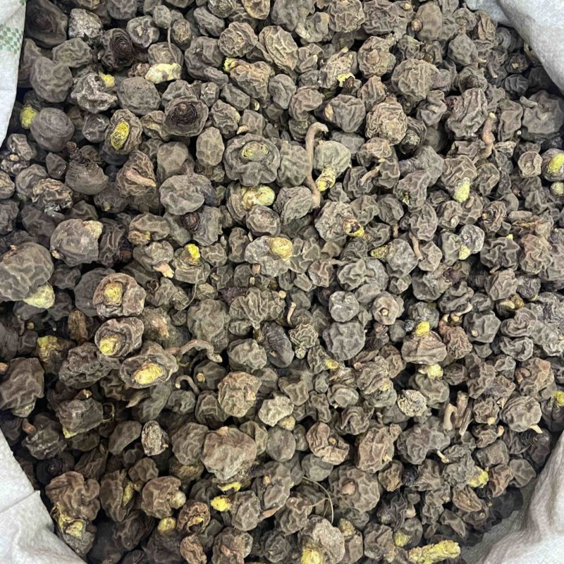 金龟球果土阳参土洋参批发