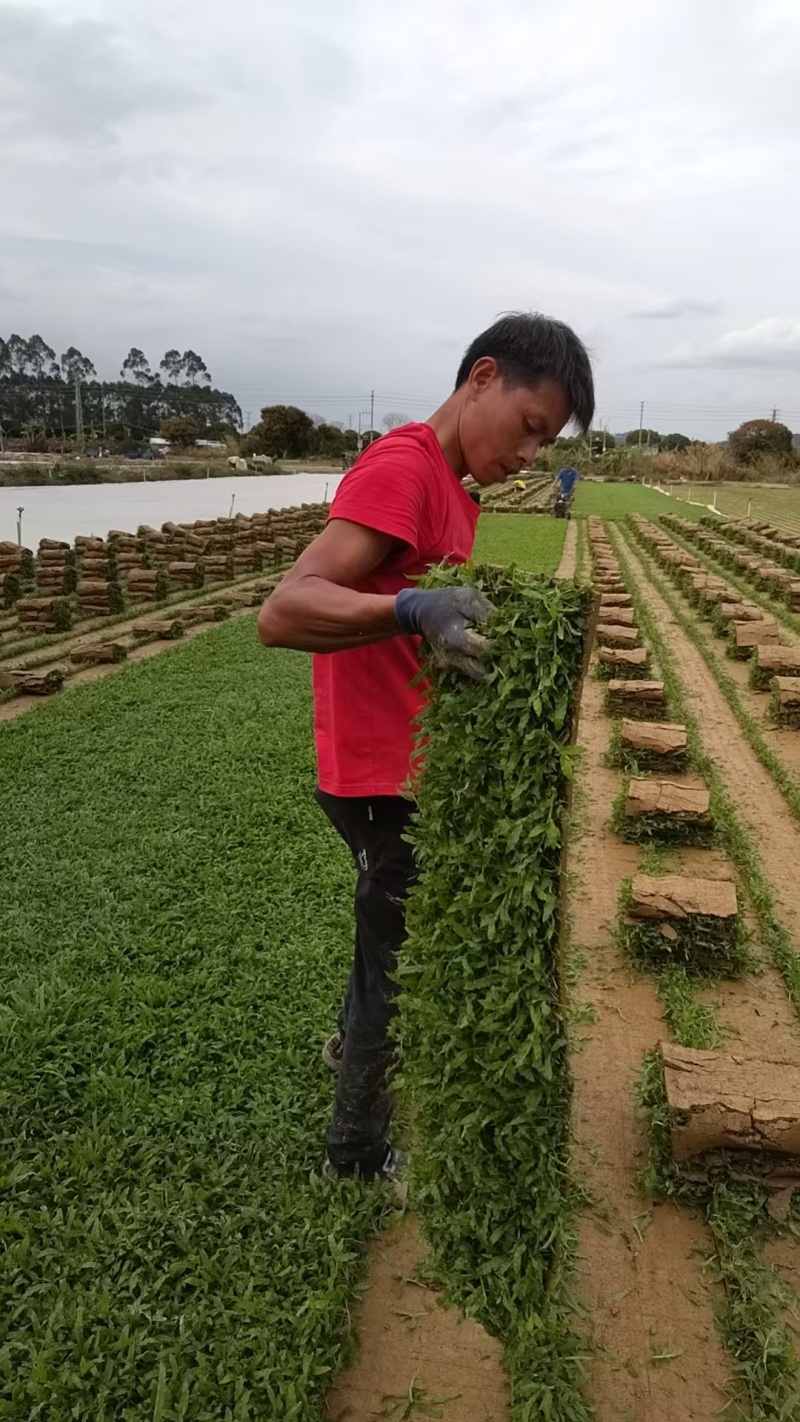 惠州大叶油草卷
