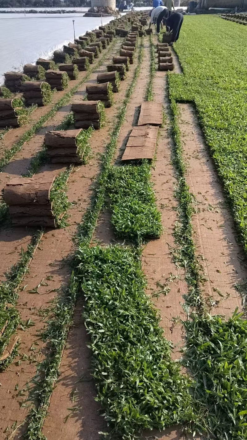 惠州大叶油草卷