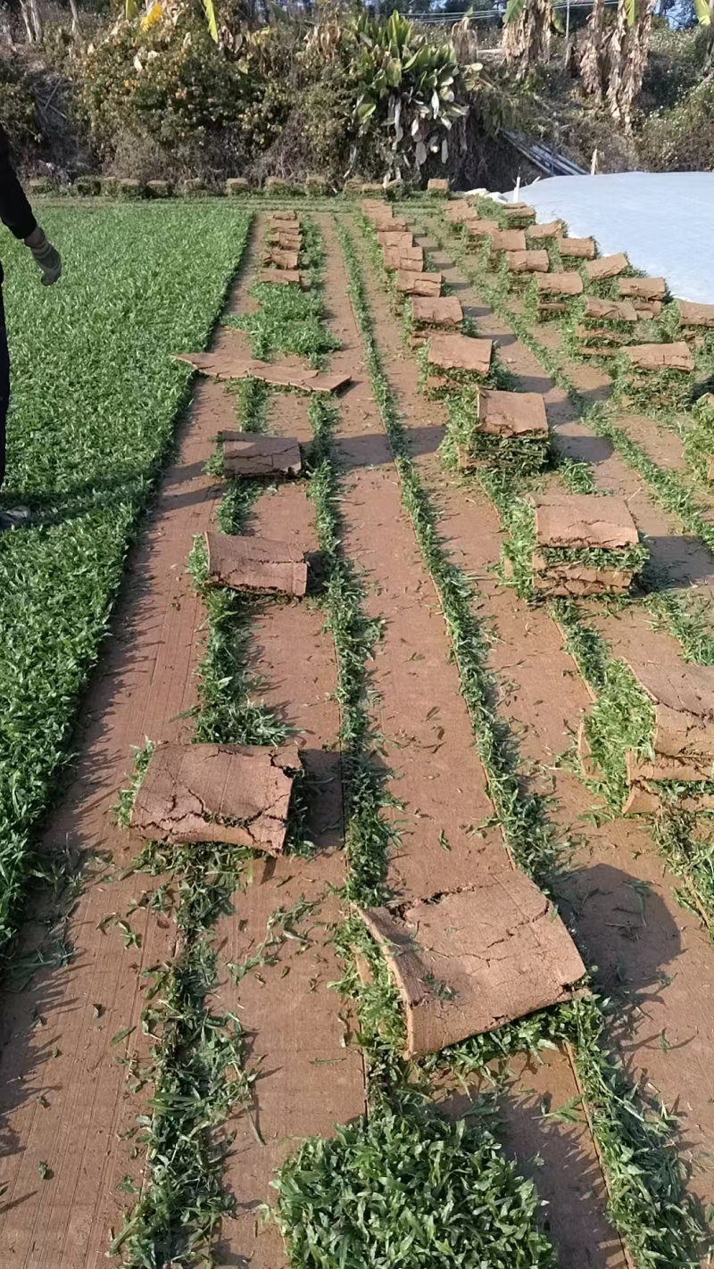 惠州大叶油草卷