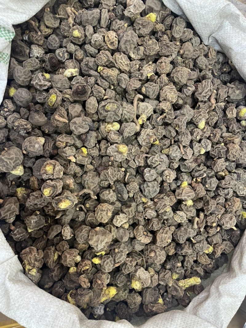 金龟球果土阳参土洋参批发