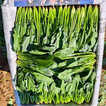 精品陆地菠菜大量上市产地直销实力代收