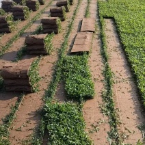 惠州大叶油草卷