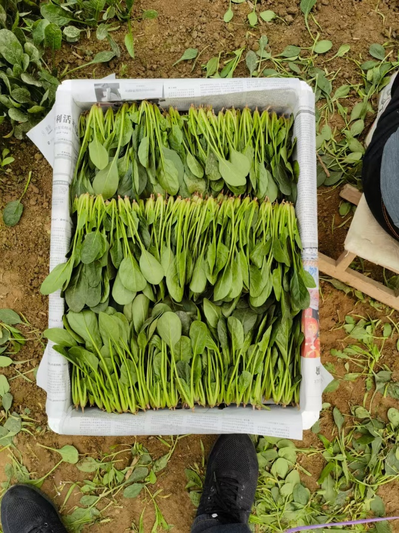 精品陆地菠菜大量上市产地直销实力代收