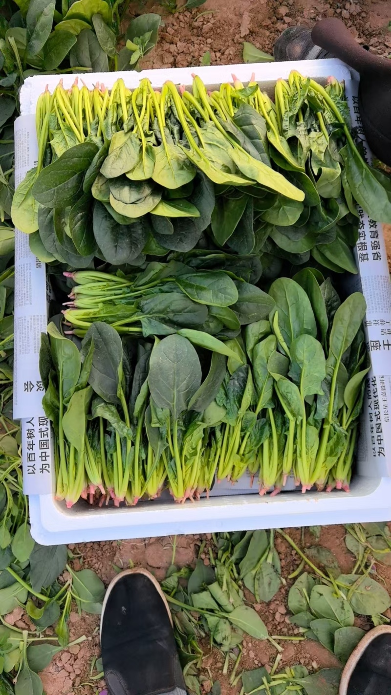 精品陆地菠菜大量上市产地直销实力代收