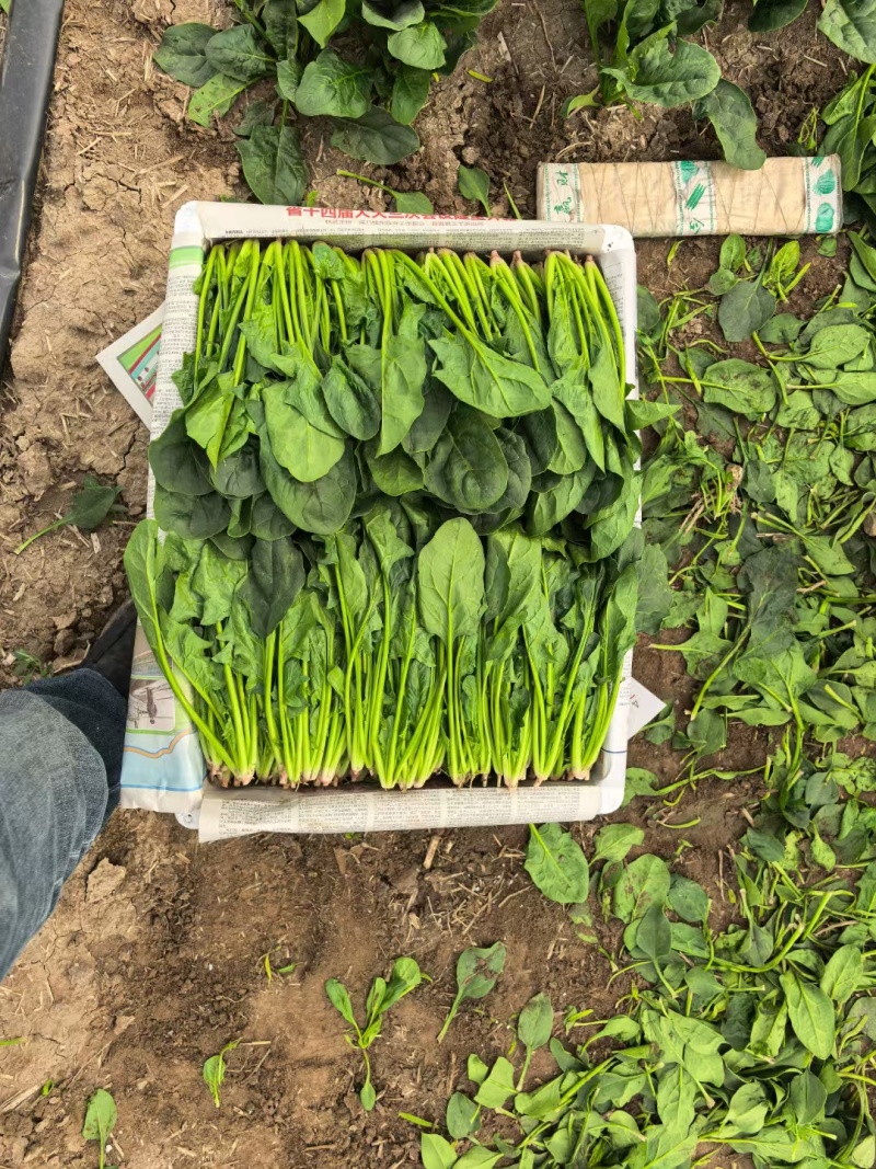 精品陆地菠菜大量上市产地直销实力代收
