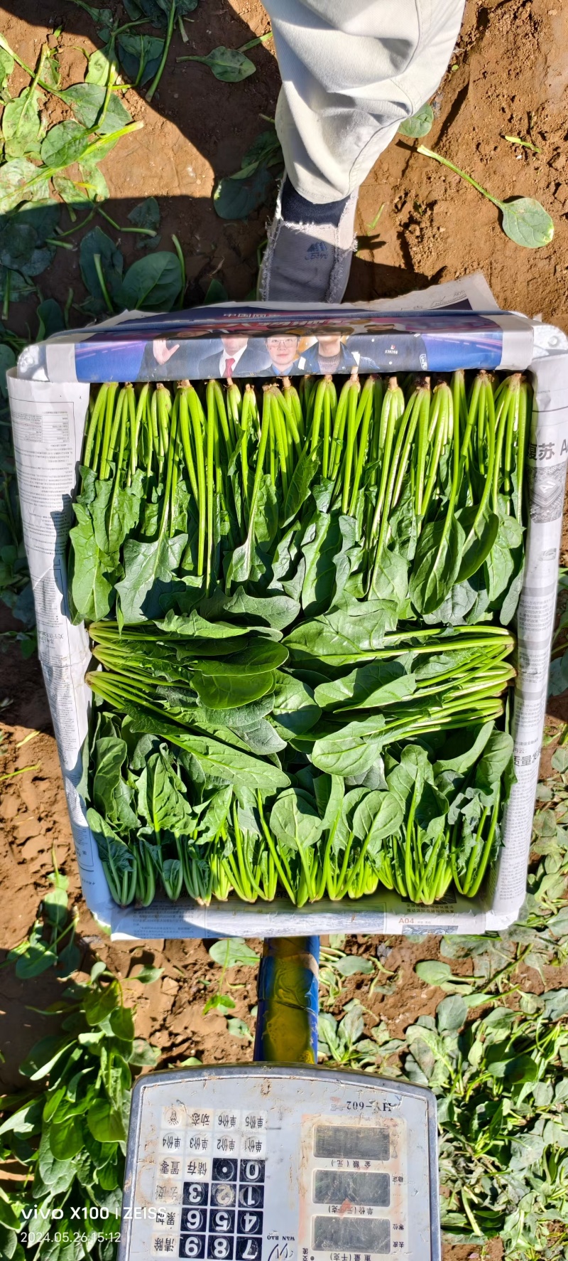 精品陆地菠菜大量上市产地直销实力代收