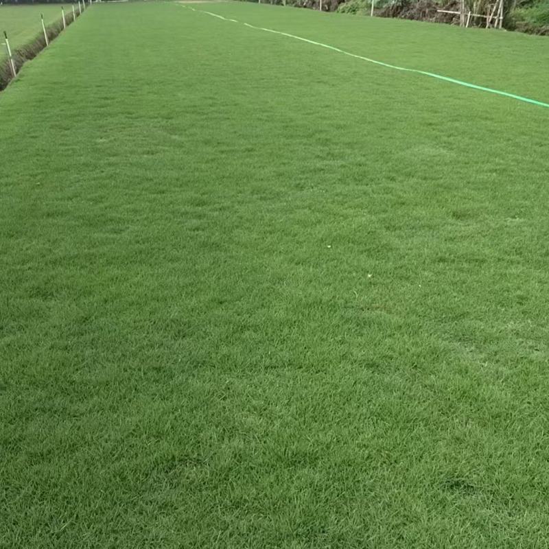 惠州台湾草卷