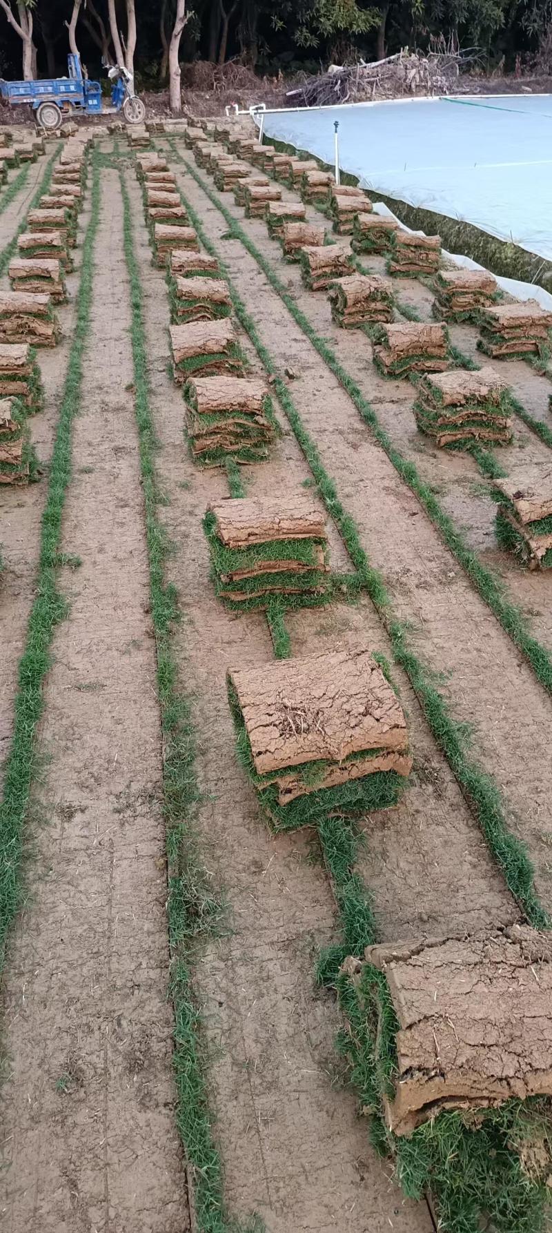 惠州台湾草卷