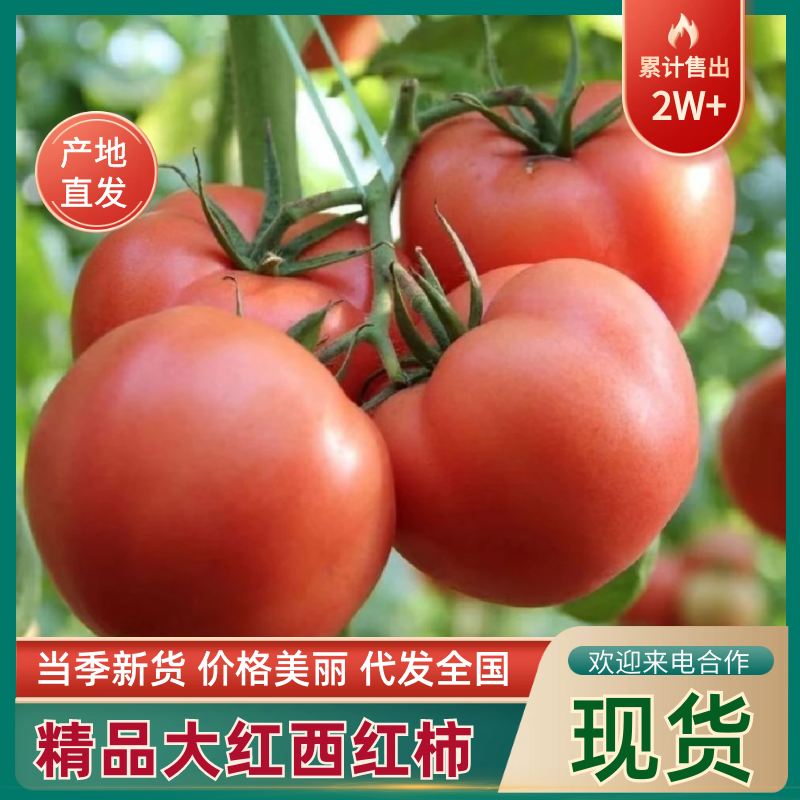 大红西红柿大量上市全国代发可对接市场档口商超电商规格齐全