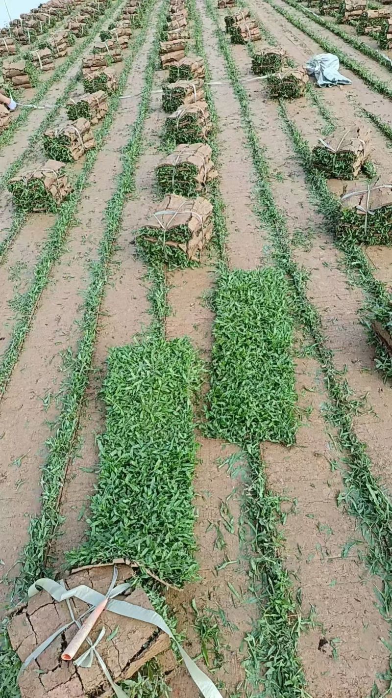 广东大叶油草卷