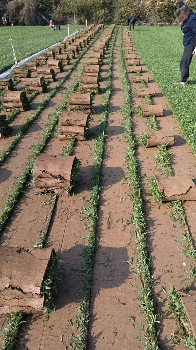 广东大叶油草卷