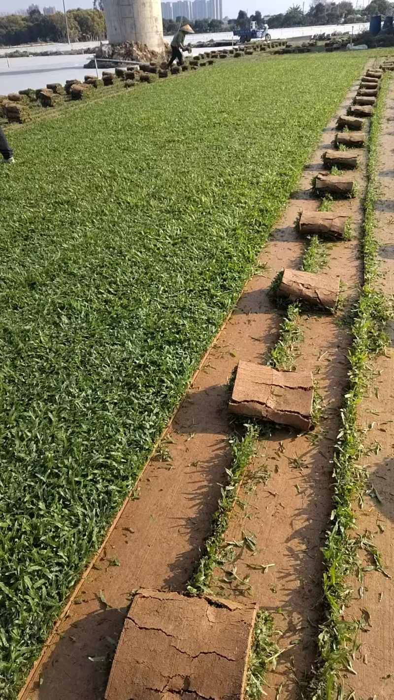 广东大叶油草卷