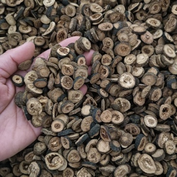 青皮小青皮大青皮规格任选实物实拍批发各种中药材