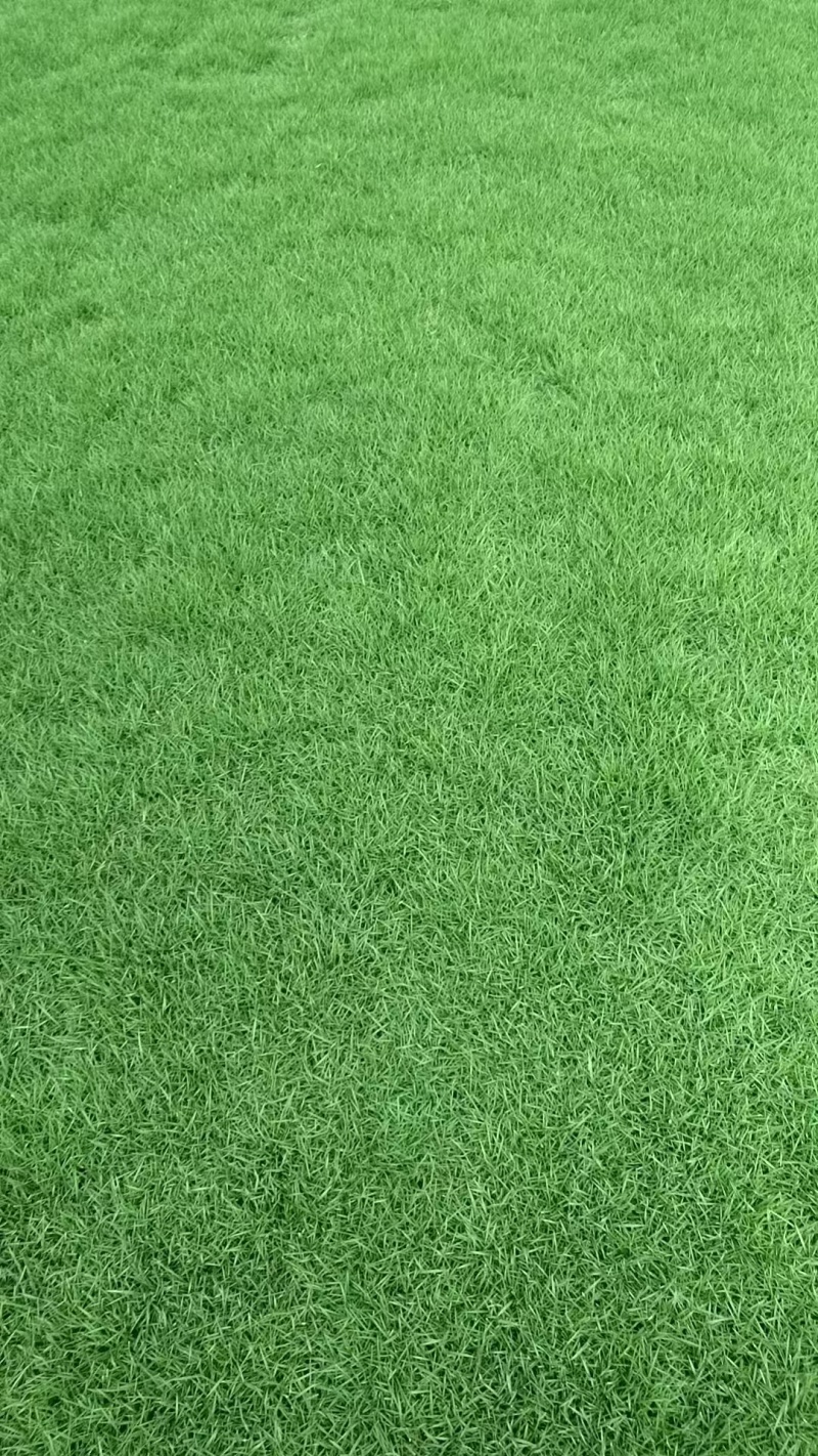台湾草卷