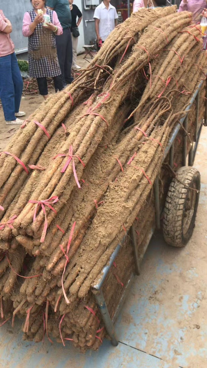 山东山药铁棍山药大量供应，一手货源，量大从优对接各大市场