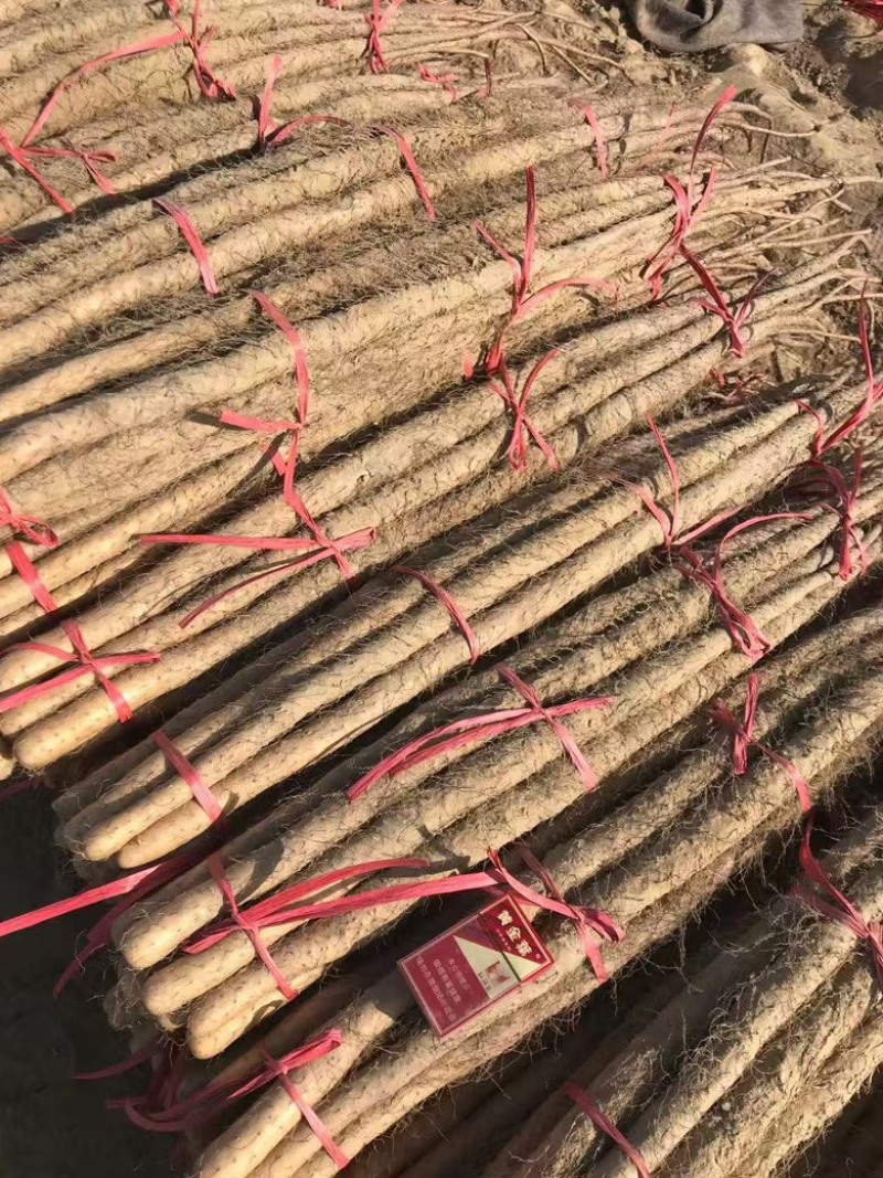 山东山药铁棍山药大量供应，一手货源，量大从优对接各大市场