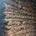 山东山药铁棍山药大量供应，一手货源，量大从优对接各大市场
