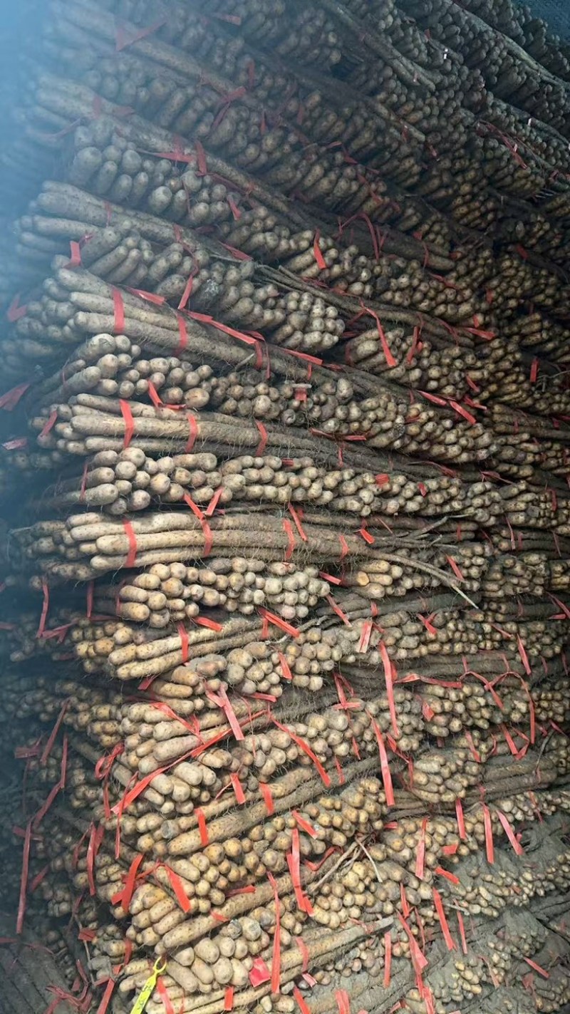 山东山药铁棍山药大量供应，一手货源，量大从优对接各大市场