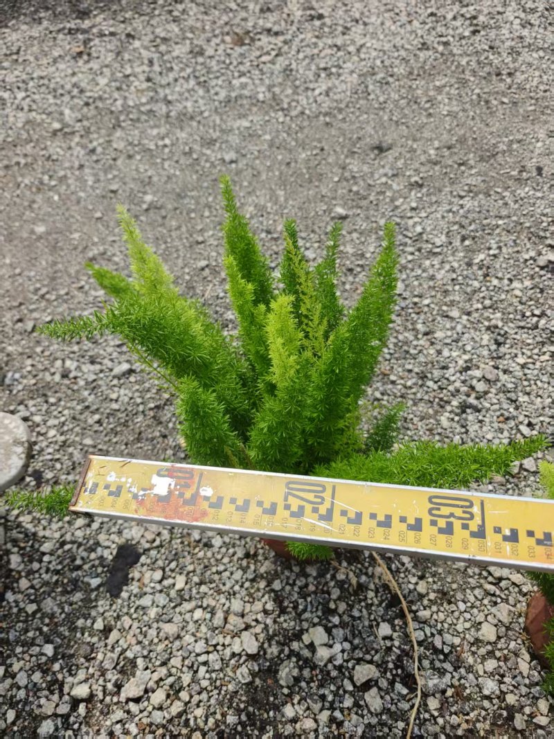 狐尾天门冬