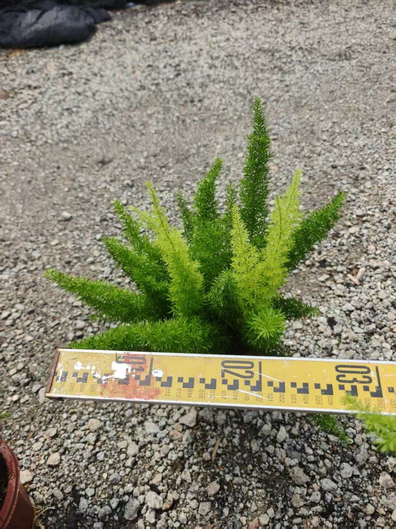 狐尾天门冬