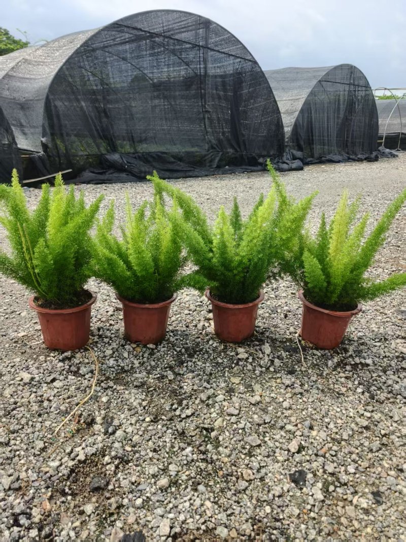 狐尾天门冬