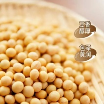 2024新鲜黄豆农家东北专用豆浆黑龙江非转基因豆腐大豆豆芽高