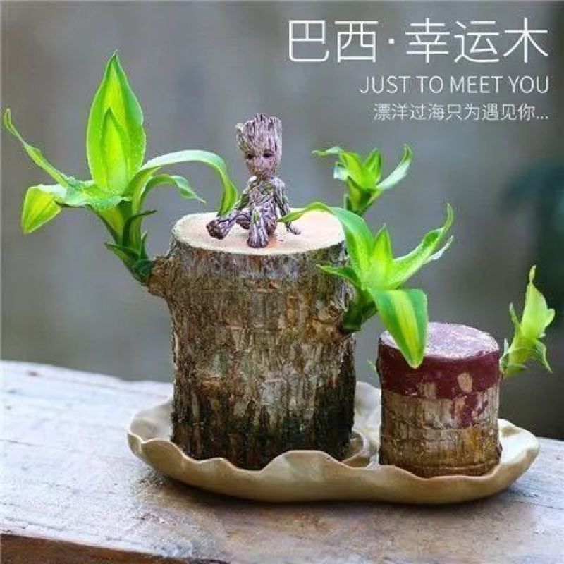 巴西木花盆格鲁特桌面创意个性摆件多肉花盆盆栽树脂可爱卡通包邮