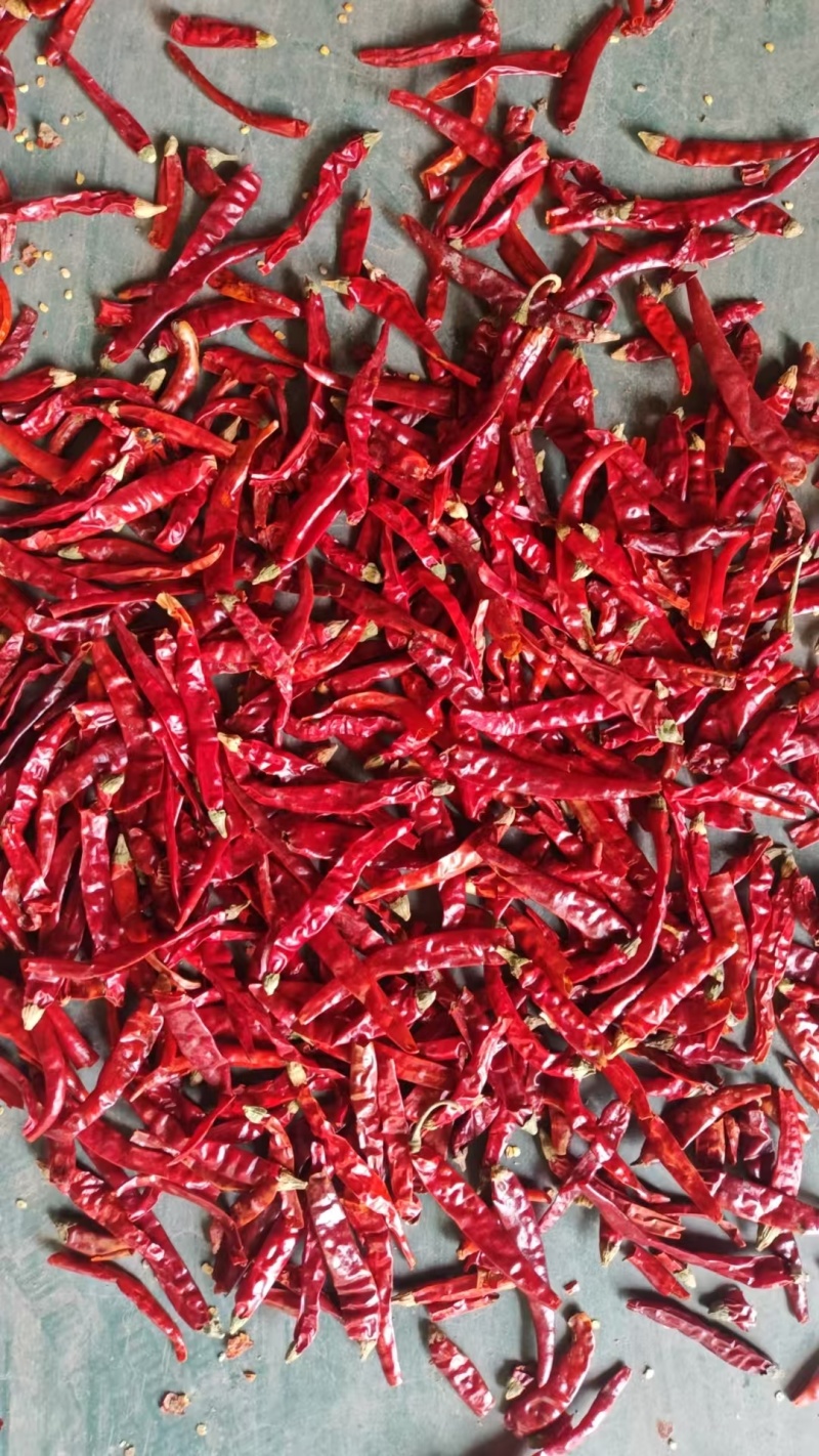 精品魔鬼辣椒，大量供货，服务周到，量大从优，欢迎电话咨询