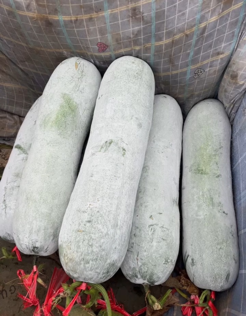 湛江产区黑皮冬瓜基地一手货源对接电商市场