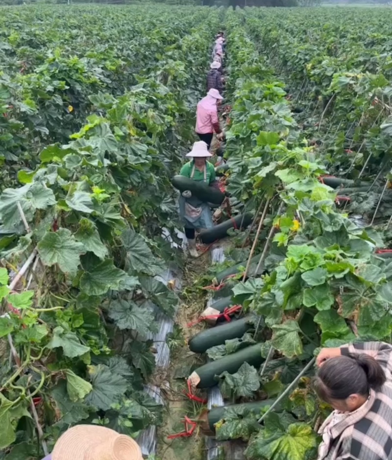 湛江产区黑皮冬瓜基地一手货源对接电商市场