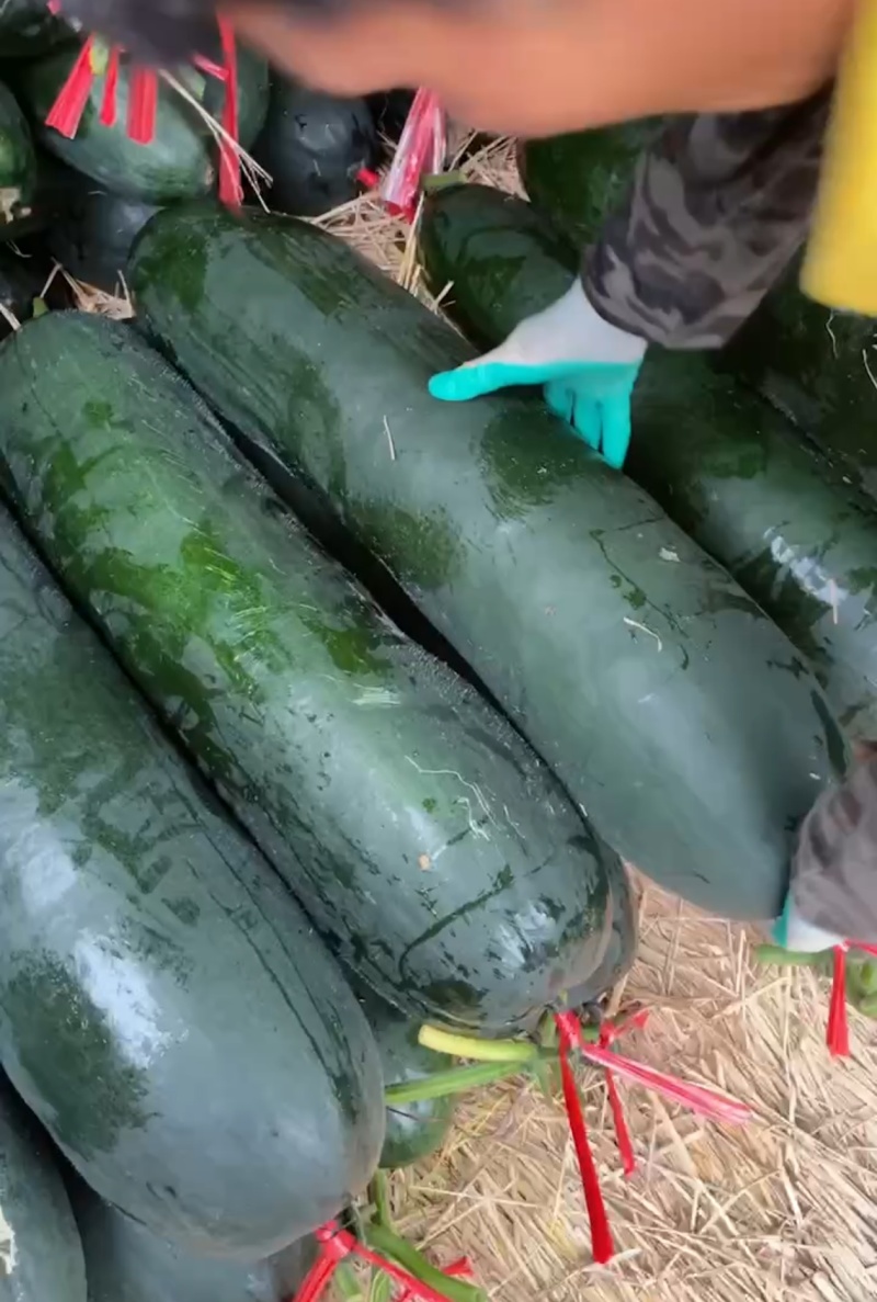 湛江产区黑皮冬瓜基地一手货源对接电商市场