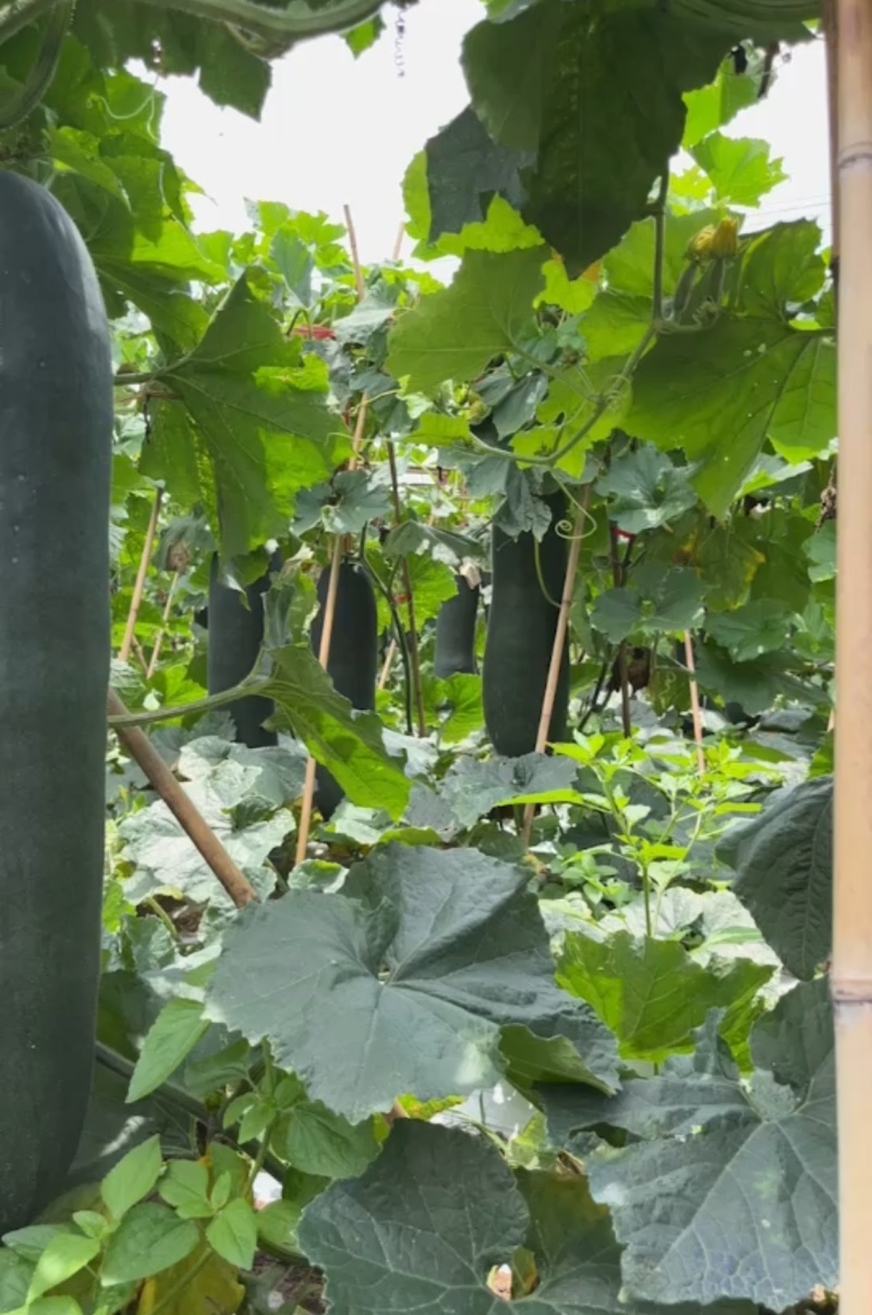 湛江产区黑皮冬瓜基地一手货源对接电商市场